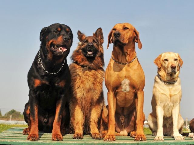 Крупные породы собак в Северодвинске | ЗооТом портал о животных