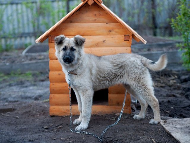 Все о собаках в Северодвинске Все о собаках в Северодвинске